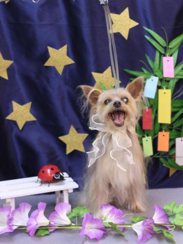 20230701ココちゃん